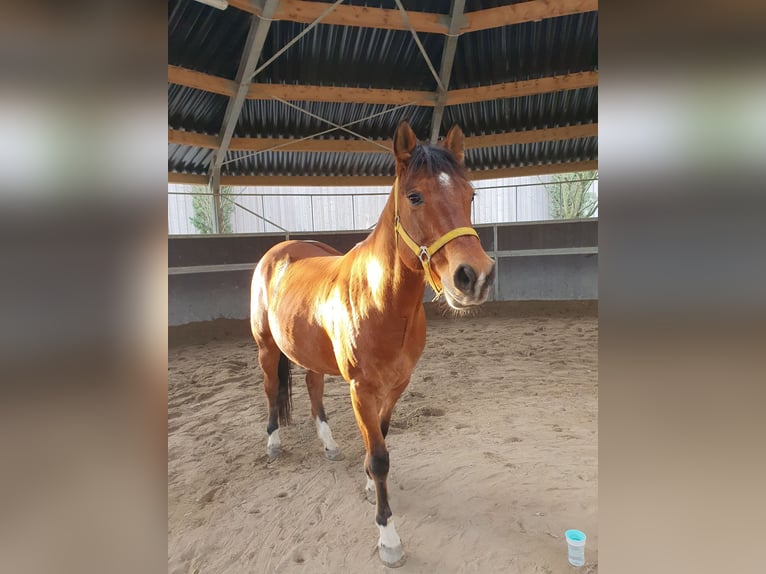 American Quarter Horse Gelding 10 years 14,2 hh in Walldorf