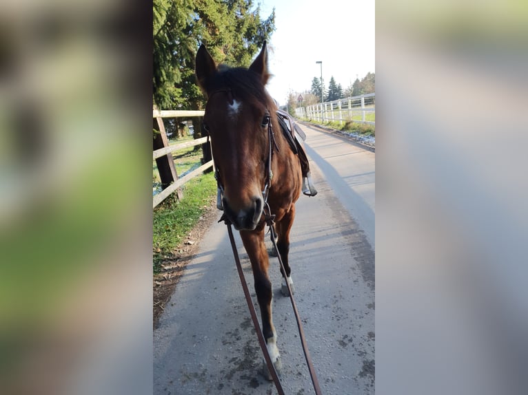 American Quarter Horse Gelding 10 years 14,2 hh in Walldorf