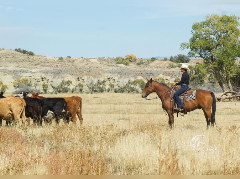 American Quarter Horse Gelding 10 years 14,3 hh Bay in Cody, WY