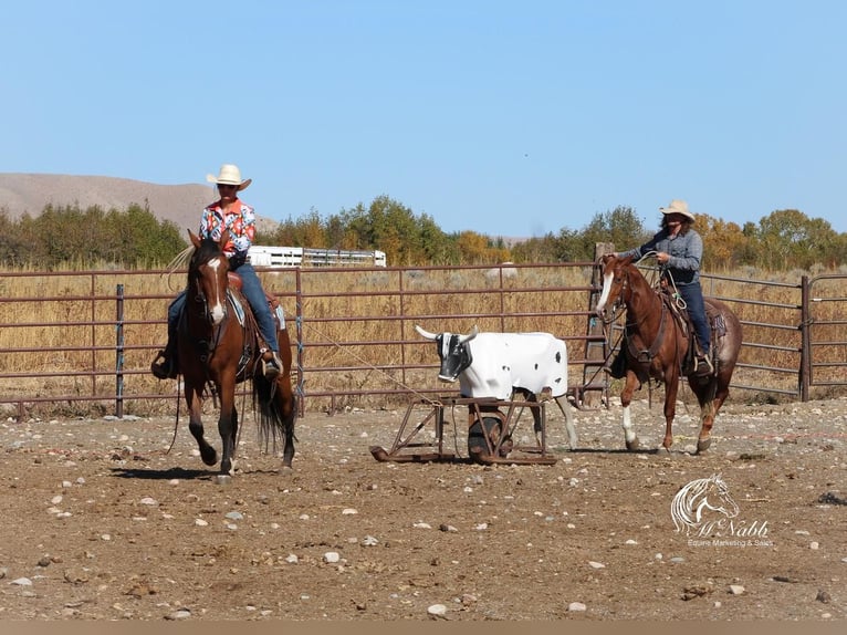 American Quarter Horse Gelding 10 years 14,3 hh Bay in Cody, WY