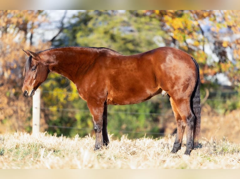 American Quarter Horse Gelding 10 years 14,3 hh Bay in La Grange, MO