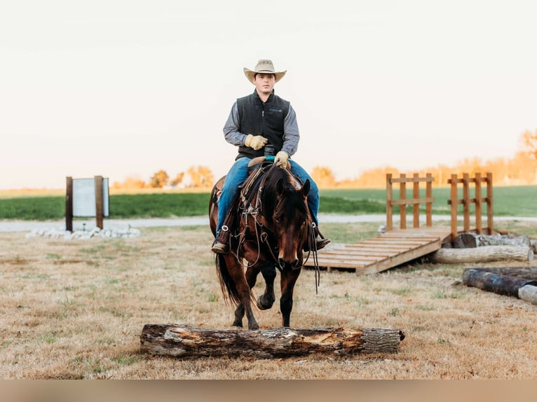 American Quarter Horse Gelding 10 years 14,3 hh Bay in La Grange, MO