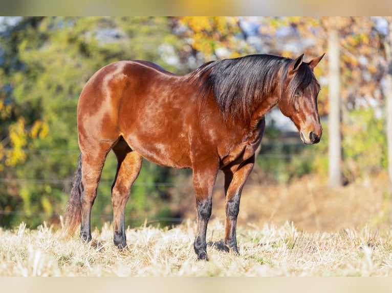 American Quarter Horse Gelding 10 years 14,3 hh Bay in La Grange, MO