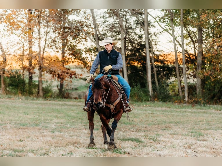 American Quarter Horse Gelding 10 years 14,3 hh Bay in La Grange, MO