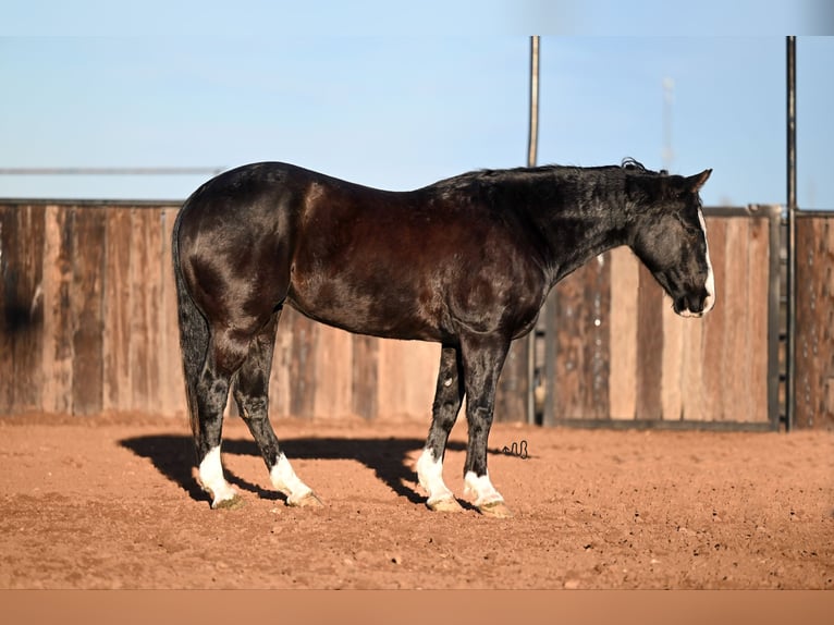 American Quarter Horse Gelding 10 years 14,3 hh Black in Canyon