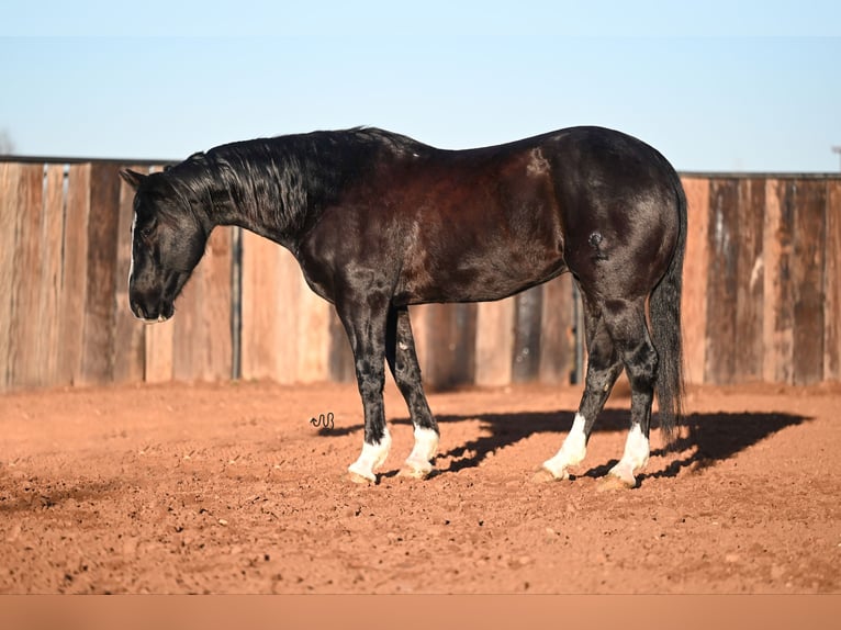 American Quarter Horse Gelding 10 years 14,3 hh Black in Canyon