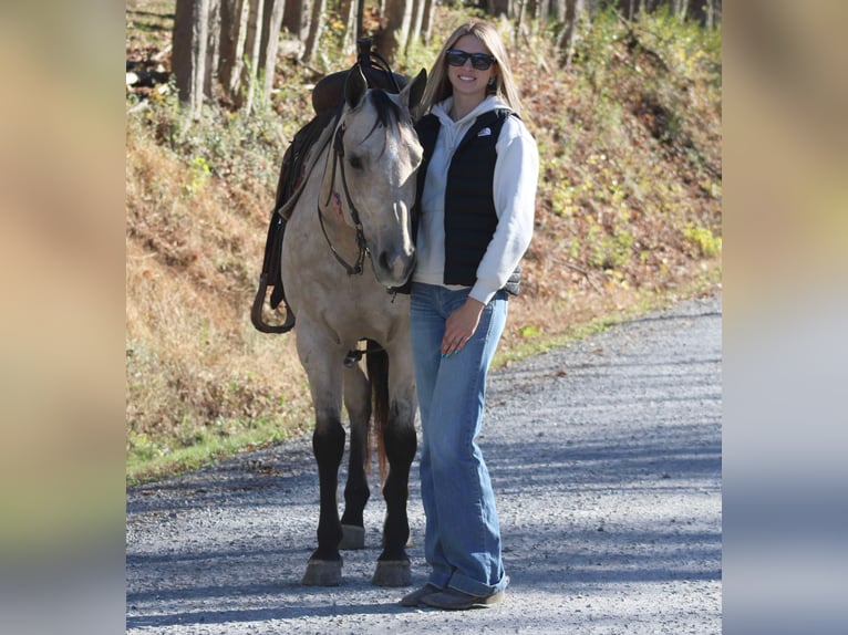 American Quarter Horse Gelding 10 years 14,3 hh Buckskin in Beaver Springs