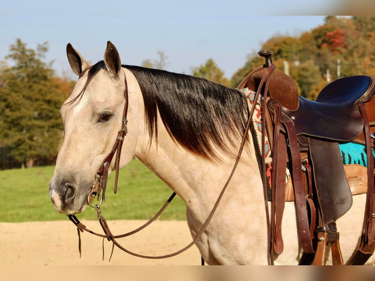 American Quarter Horse Gelding 10 years 14,3 hh Buckskin in Beaver Springs