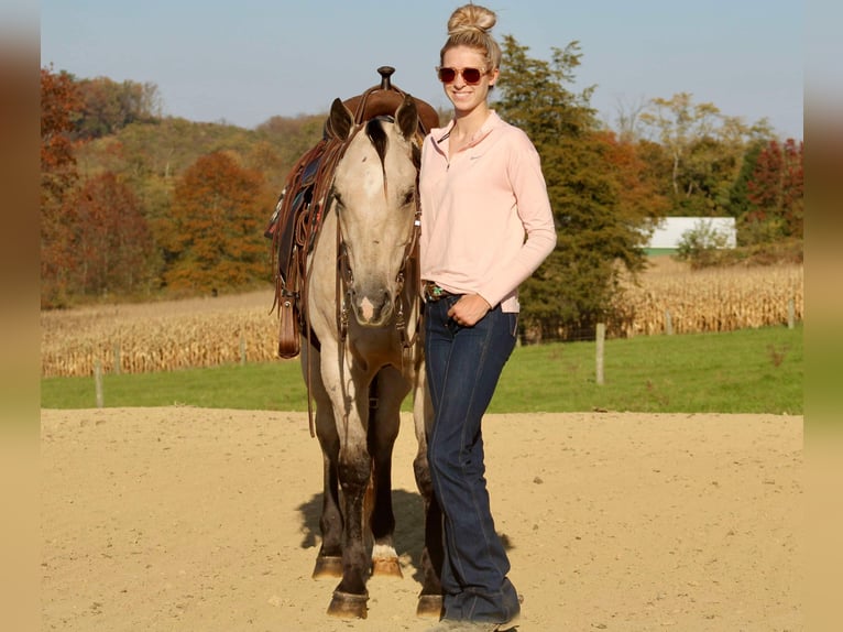 American Quarter Horse Gelding 10 years 14,3 hh Buckskin in Beaver Springs