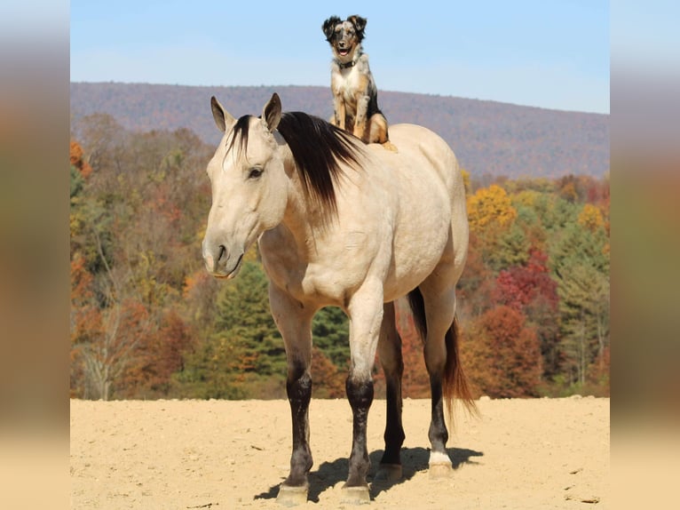 American Quarter Horse Gelding 10 years 14,3 hh Buckskin in Beaver Springs