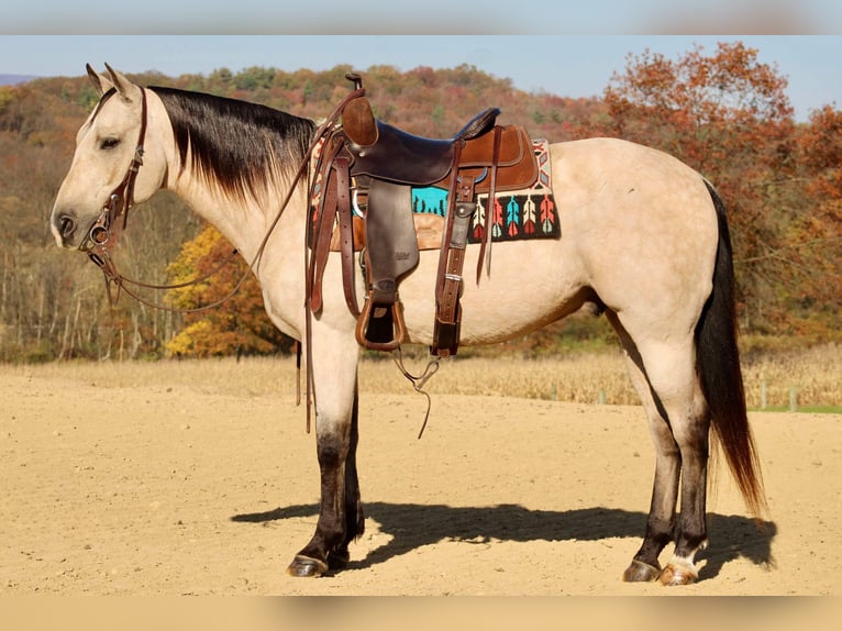 American Quarter Horse Gelding 10 years 14,3 hh Buckskin in Beaver Springs