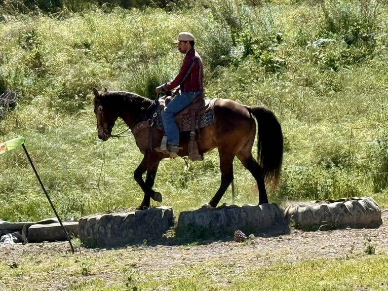 American Quarter Horse Gelding 10 years 14.3 hh Buckskin in Tres Pinos