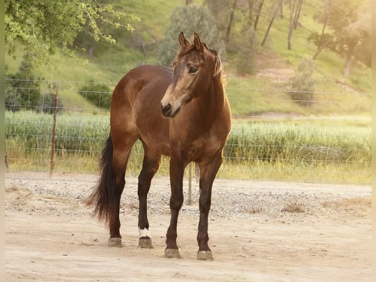 American Quarter Horse Gelding 10 years 14.3 hh Buckskin in Tres Pinos
