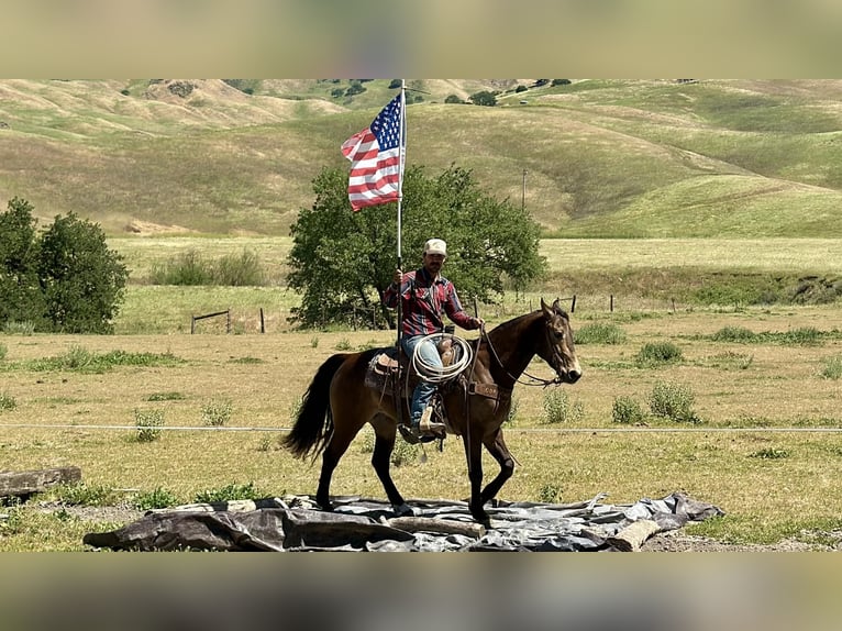 American Quarter Horse Gelding 10 years 14.3 hh Buckskin in Tres Pinos