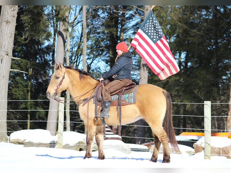 American Quarter Horse Gelding 10 years 14,3 hh Buckskin in Clarion, PA