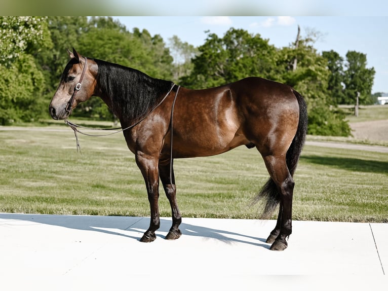 American Quarter Horse Gelding 10 years 14,3 hh Buckskin in Dalton