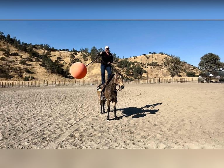 American Quarter Horse Gelding 10 years 14,3 hh Buckskin in Bitterwater CA