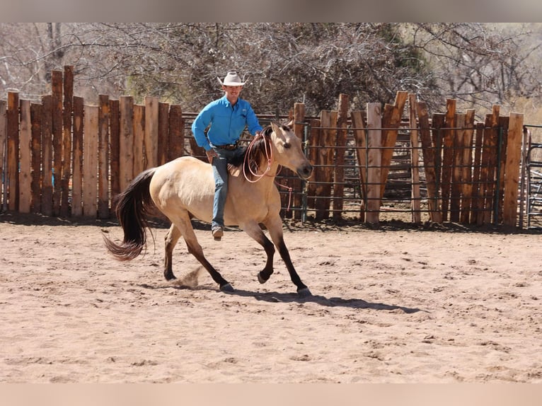 American Quarter Horse Gelding 10 years 14.3 hh Buckskin in Camp Verde AZ
