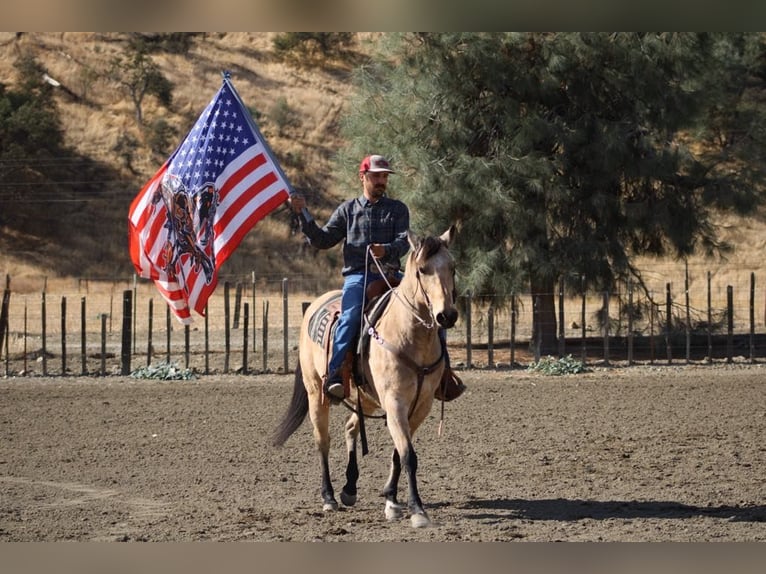 American Quarter Horse Gelding 10 years 14,3 hh Buckskin in Paicines CA