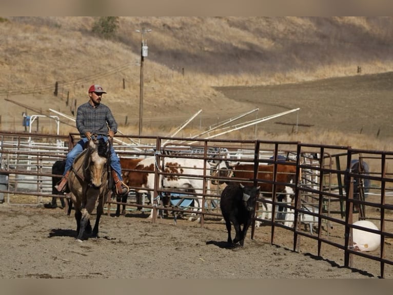 American Quarter Horse Gelding 10 years 14,3 hh Buckskin in Paicines CA