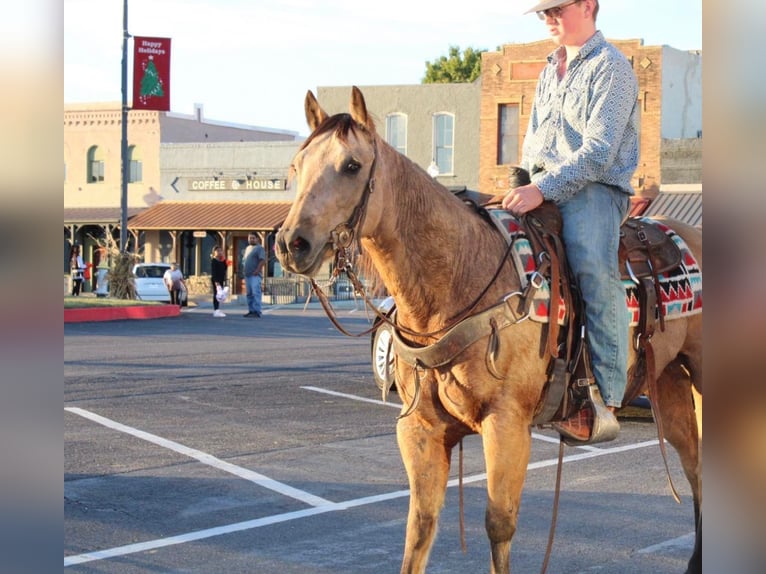 American Quarter Horse Gelding 10 years 14,3 hh Buckskin in Pilot Point TX