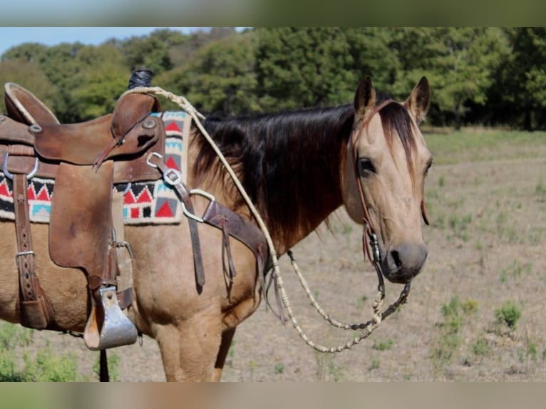 American Quarter Horse Gelding 10 years 14,3 hh Buckskin in Pilot Point TX