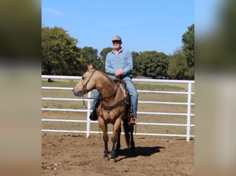 American Quarter Horse Gelding 10 years 14,3 hh Buckskin in Pilot Point TX