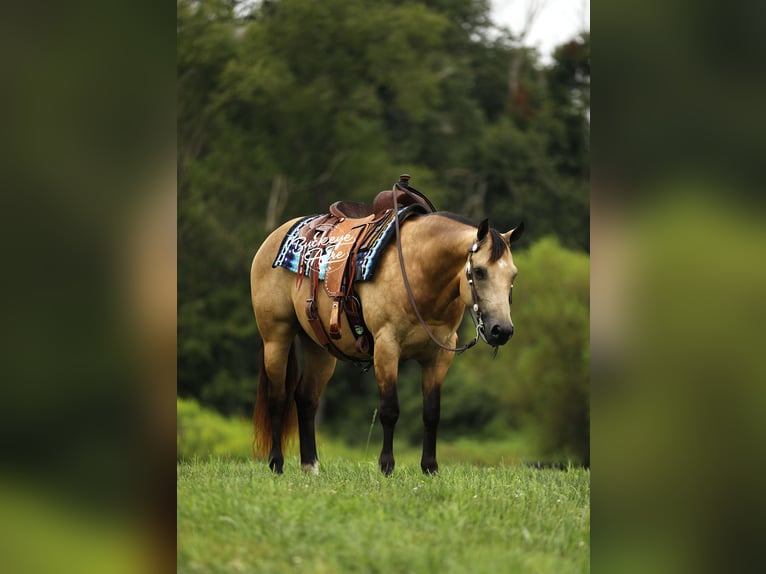 American Quarter Horse Gelding 10 years 14,3 hh Buckskin in Millersburg