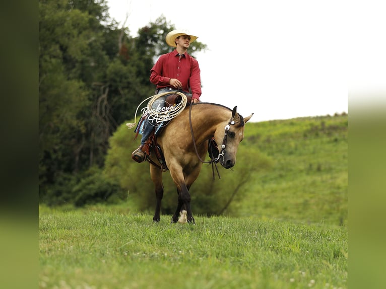 American Quarter Horse Gelding 10 years 14,3 hh Buckskin in Millersburg
