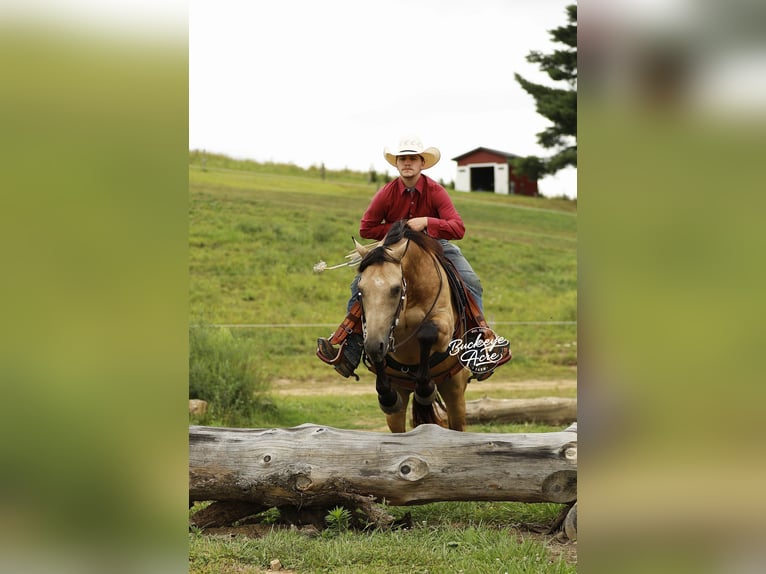 American Quarter Horse Gelding 10 years 14,3 hh Buckskin in Millersburg