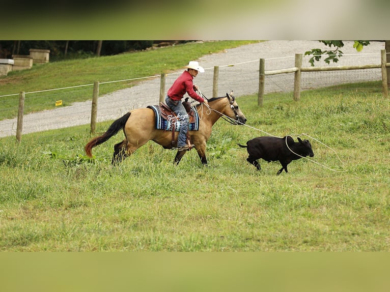 American Quarter Horse Gelding 10 years 14,3 hh Buckskin in Millersburg