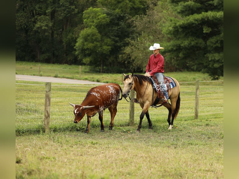 American Quarter Horse Gelding 10 years 14,3 hh Buckskin in Millersburg