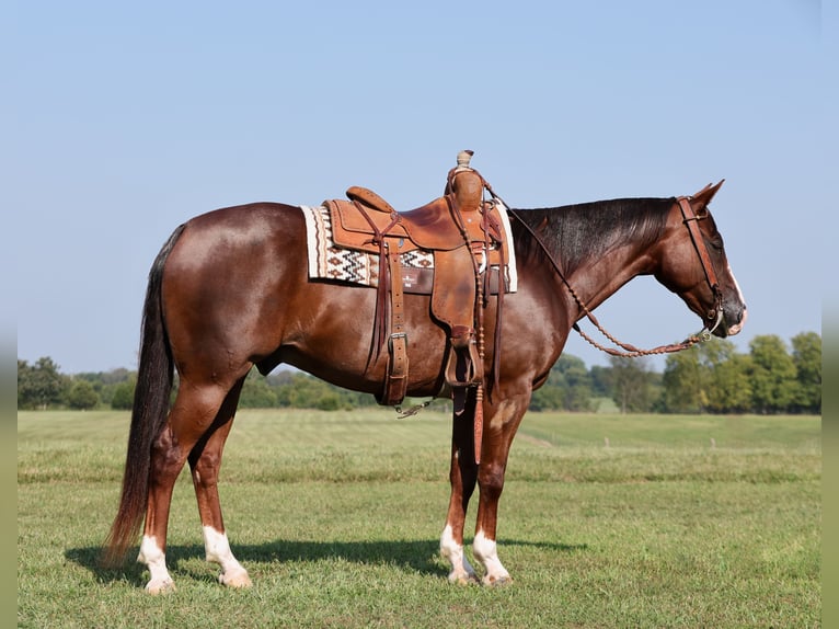 American Quarter Horse Gelding 10 years 14,3 hh Chestnut in Buffalo, MO