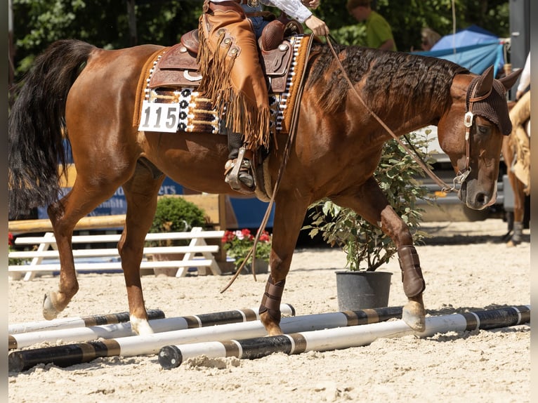 American Quarter Horse Gelding 10 years 14.3 hh Chestnut in Reutlingen