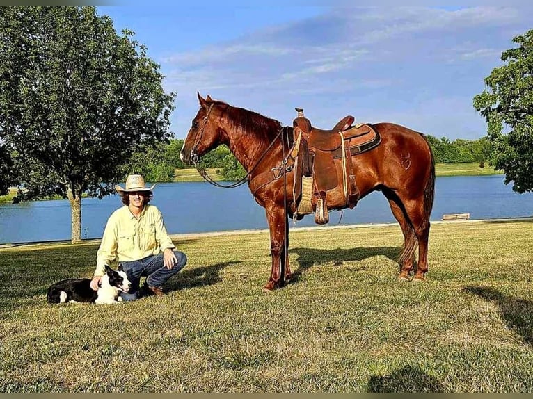 American Quarter Horse Gelding 10 years 14,3 hh Chestnut in LaCygne KS