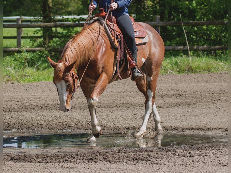 American Quarter Horse Gelding 10 years 14.3 hh Chestnut-Red in Marl