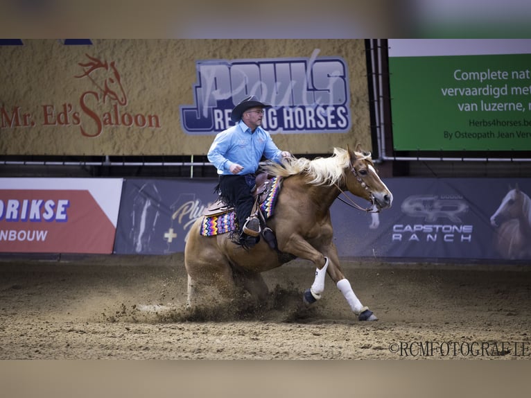 American Quarter Horse Gelding 10 years 14,3 hh Chestnut-Red in Rhede