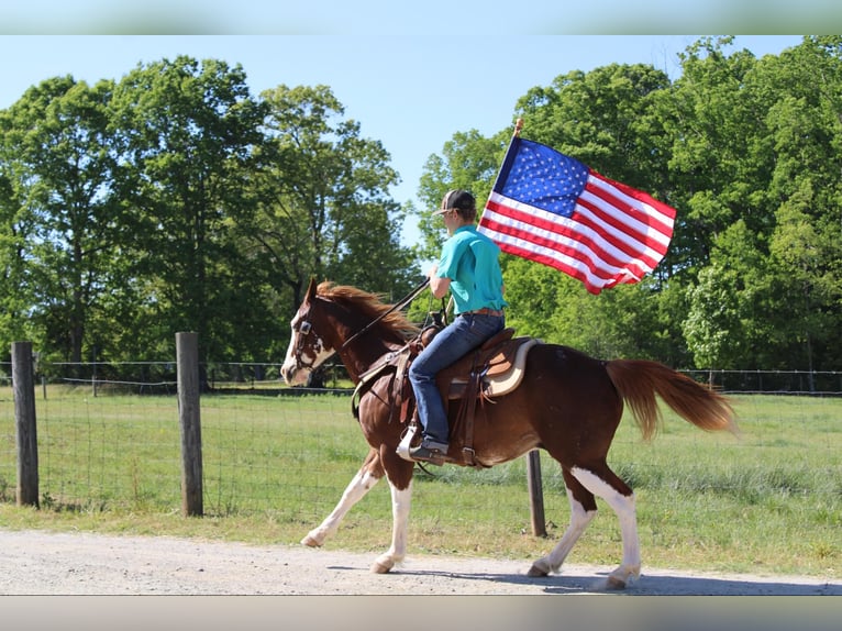 American Quarter Horse Gelding 10 years 14,3 hh Chestnut in Cherryville NC