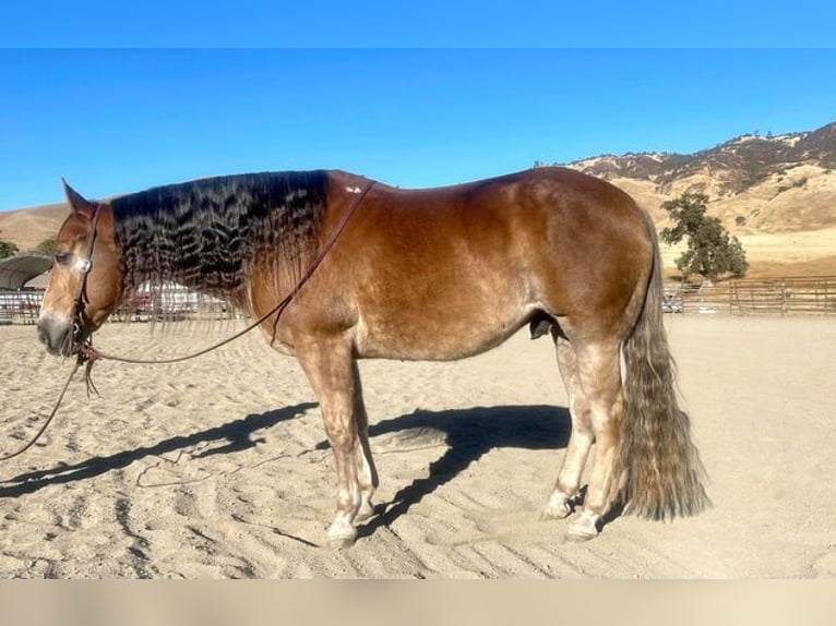 American Quarter Horse Gelding 10 years 14,3 hh Chestnut in Paicine, CA