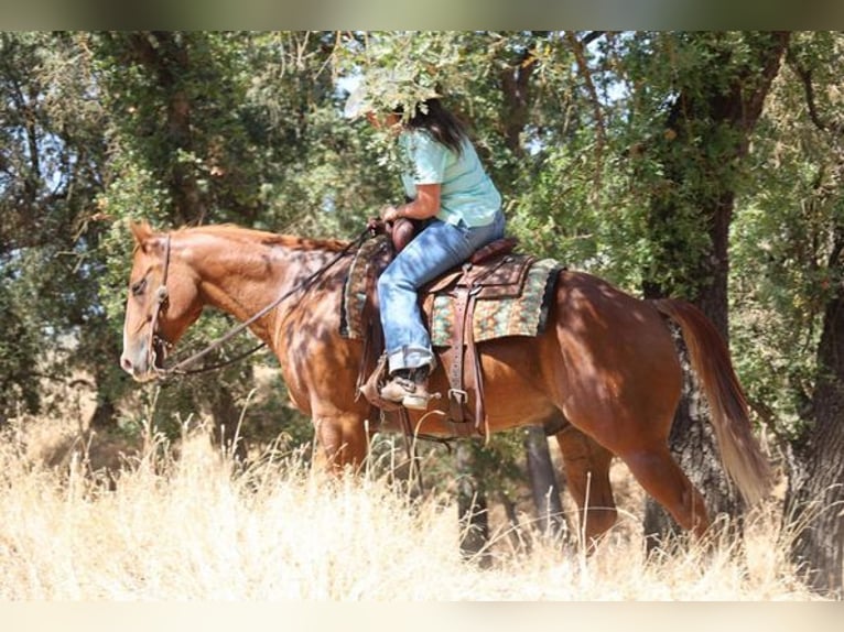 American Quarter Horse Gelding 10 years 14,3 hh Chestnut in Turlock CA