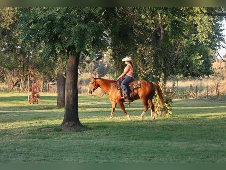 American Quarter Horse Gelding 10 years 14,3 hh Chestnut in Turlock CA