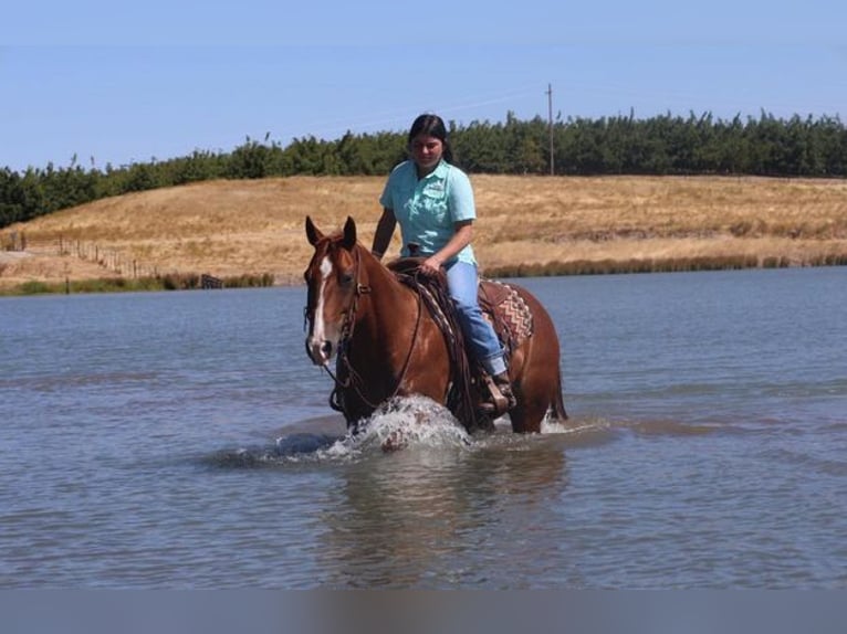 American Quarter Horse Gelding 10 years 14,3 hh Chestnut in Turlock CA