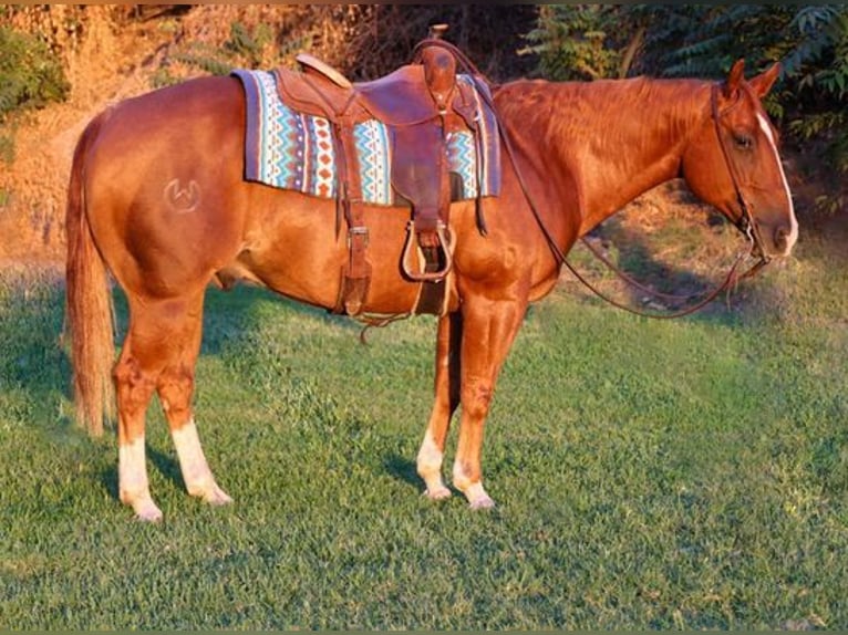 American Quarter Horse Gelding 10 years 14,3 hh Chestnut in Turlock CA