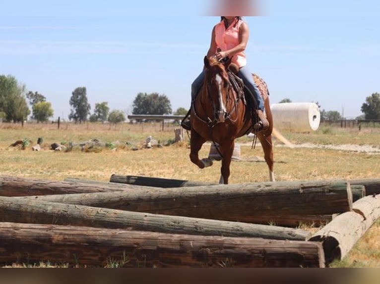 American Quarter Horse Gelding 10 years 14,3 hh Chestnut in Turlock CA