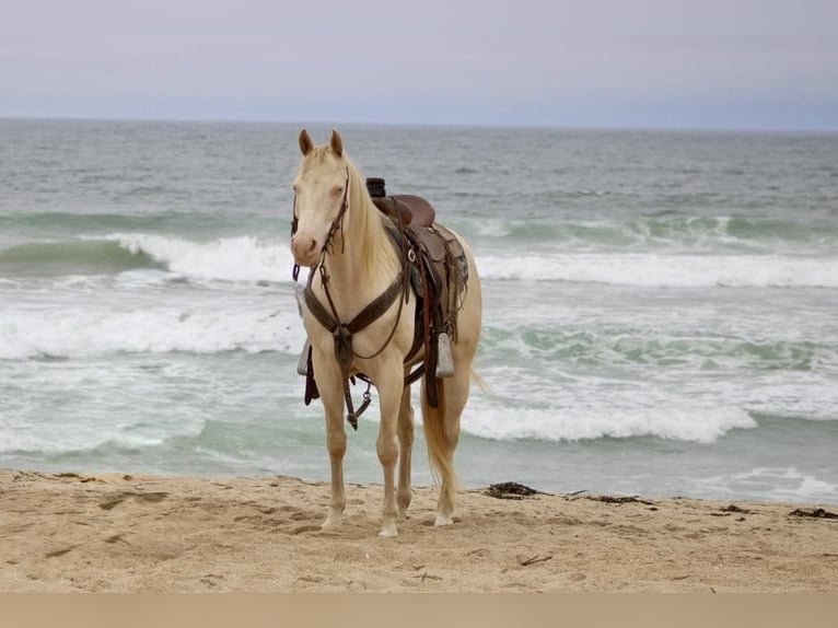 American Quarter Horse Gelding 10 years 14,3 hh Cremello in Paicines CA