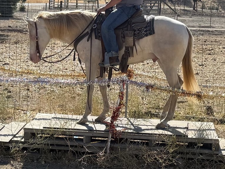 American Quarter Horse Gelding 10 years 14,3 hh Cremello in Paicines CA