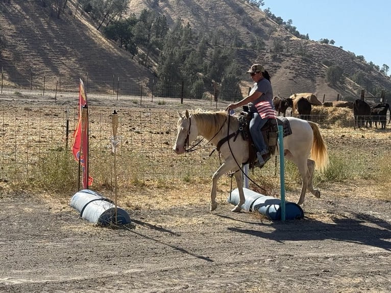 American Quarter Horse Gelding 10 years 14,3 hh Cremello in Paicines CA