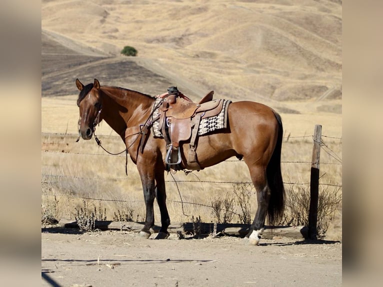 American Quarter Horse Gelding 10 years 14,3 hh Dun in Paicines CA
