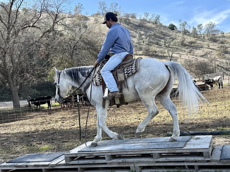 American Quarter Horse Gelding 10 years 14,3 hh Gray-Dapple in Paicines CA