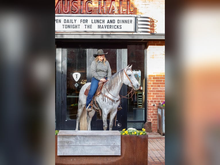 American Quarter Horse Gelding 10 years 14,3 hh Gray in Weatherford TX